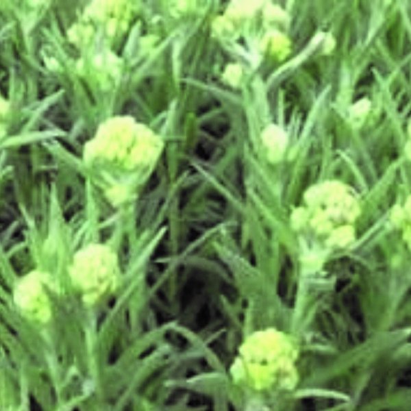 Helichrysum thianschanicum Bild 1
