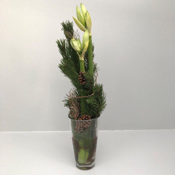 Amaryllis mit Vase II Bild 1