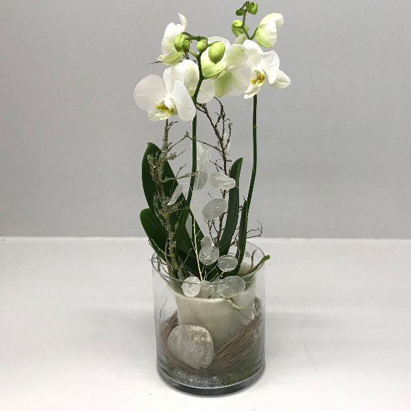 Orchidee im Glas Bild 1