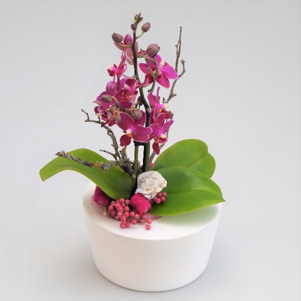 Orchidee Dezenta 2 Bild 1